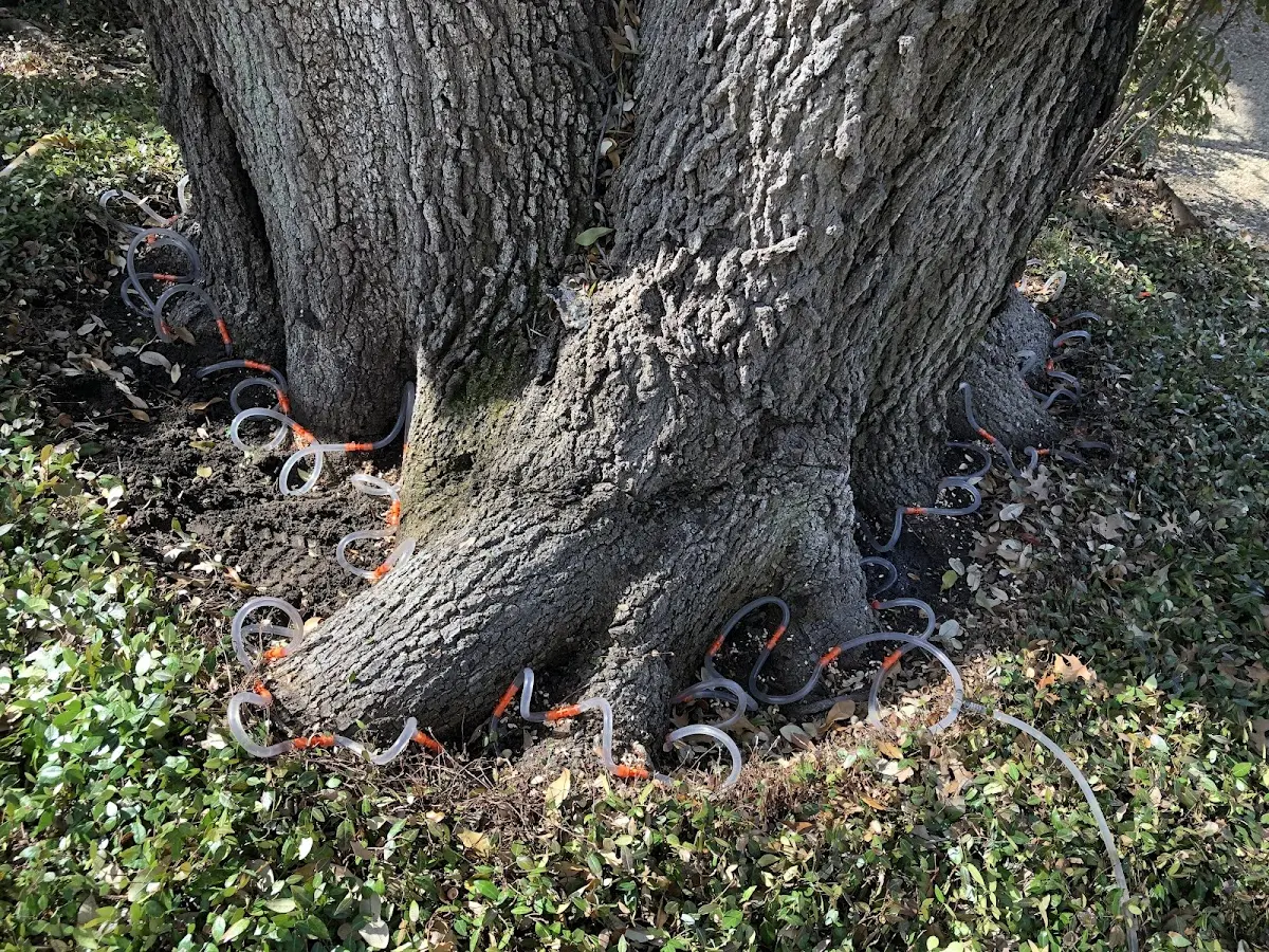 Detailed Shrub and Hedge Trimming job site in Hall