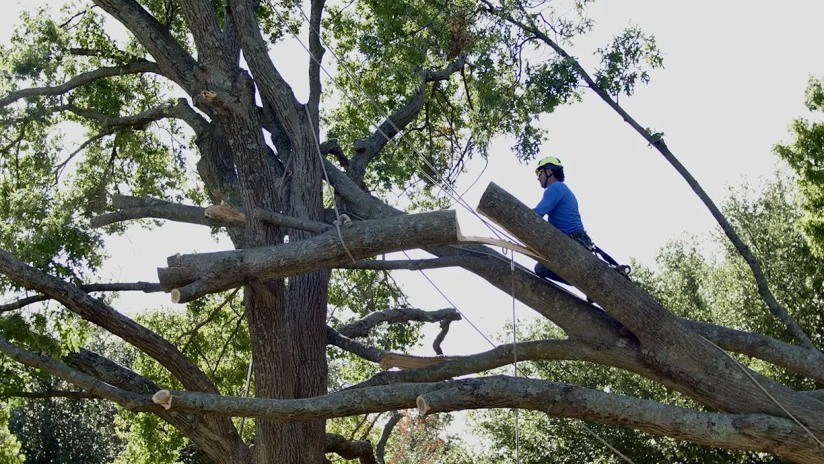 Professional Hazardous Tree Removal performed by certified arborists in Hall